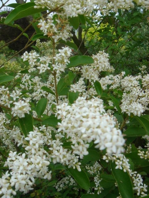 Ligustrum ibota P1A P23 (3)
